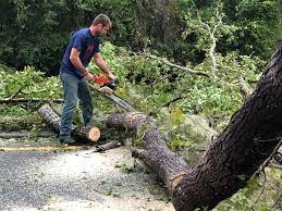 Best Commercial Tree Services  in Bruceville Eddy, TX