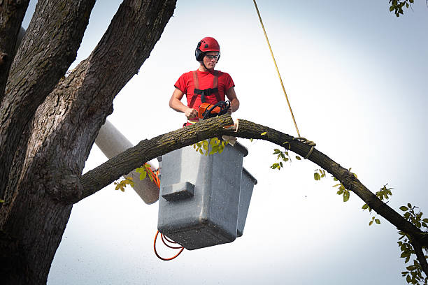 How Our Tree Care Process Works  in  Bruceville Eddy, TX